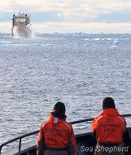 Tripulantes observam o Nisshin Maru do Bob Barker (Foto: Gary Stokes)