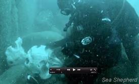 news_110721_1_1_Sea_shepherd_investigates_whale_graveyard_(110721)