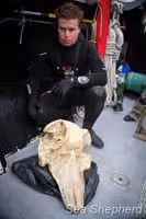 Mergulhador da Sea Shepherd analisa um crânio de baleia-piloto encontrado no local. Foto: Simon Ager