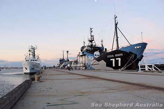 Os navios Sam Simon, Bob Barker e Steve Irwin atracados na nova Base de Operações do Sul, em Williamstown, Melbourne