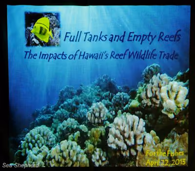 O lançamento da Operação em Defesa dos Recifes incluiu uma apresentação sobre o tráfico de animais selvagens dos recifes para o comércio do aquário no Deep Ecology Dive Center, em Haleiwa, Oahu. Foto: Deb Bassett / Sea Shepherd