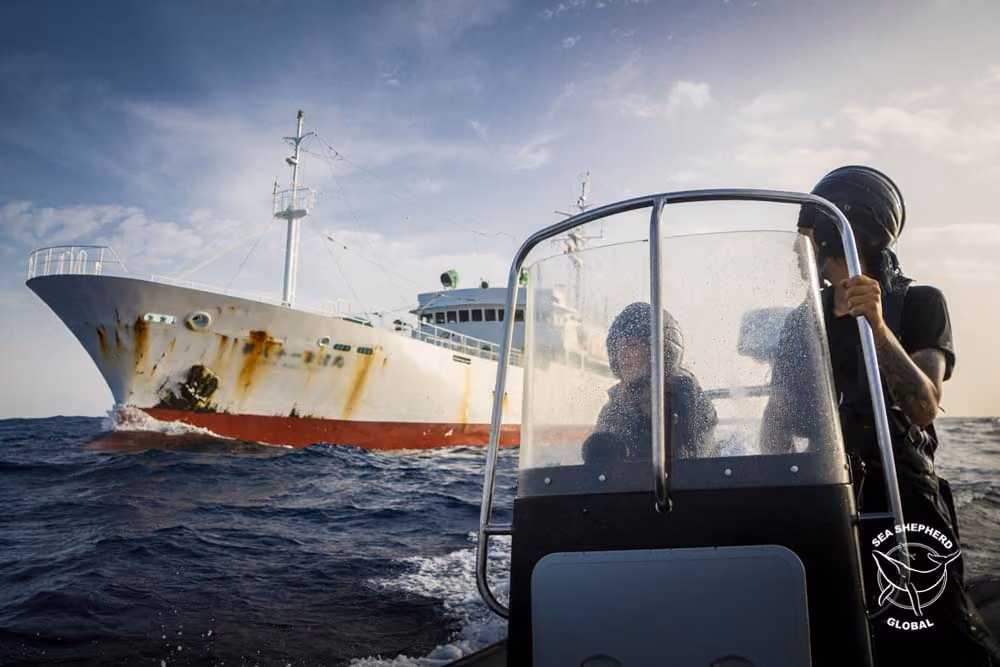 Marinheiros Gaboneses (Marinha Nacional) e oficiais com a Agência de Cumprimento de Leis de Pesca (ANPA) estarão à postos a bordo do Bob Barker, trabalhando ao lado da tripulação do Sea Shepherd para patrulhar as águas soberanas do Gabão. Foto: Alejandra Gimeno