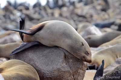 Colônia de focas em Cape Cross