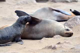 Foca mãe e filhote