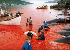 news_101109_1_1_historical_faeroes_kids_wading_in_blood
