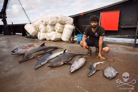 Capitão Chakravarty com alguns dos muitos animais sacrificados na rede de deriva ilegal. Foto: Tim