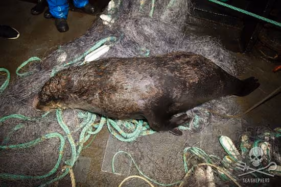 Foca marron, recuperada morta das redes ilegais. Foto: Eliza Muirhead