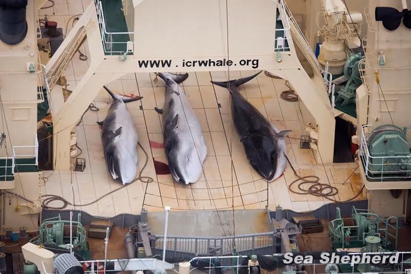 Três baleias Minke mortas no convés do navio fábrica, Nisshin Maru