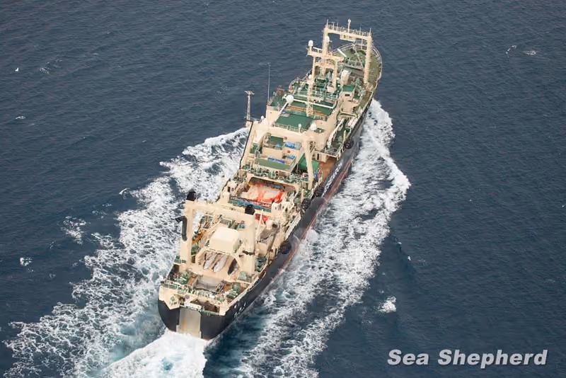 Nisshin Maru, navio fábrica da frota baleeira japonesa