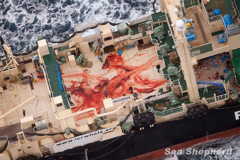 O convés ensanguentado do Nisshin Maru, a fonte do sangue é uma baleia que estava sendo processada