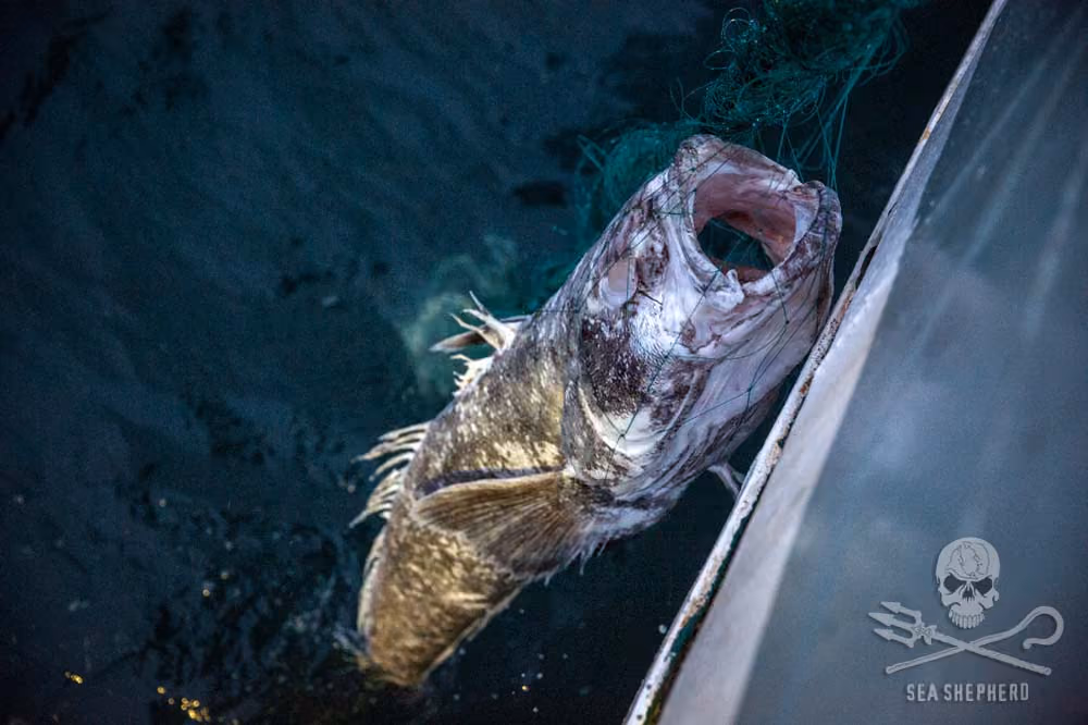 Peixe morto encontrado na rede gigante. Foto: Jeff Wirth