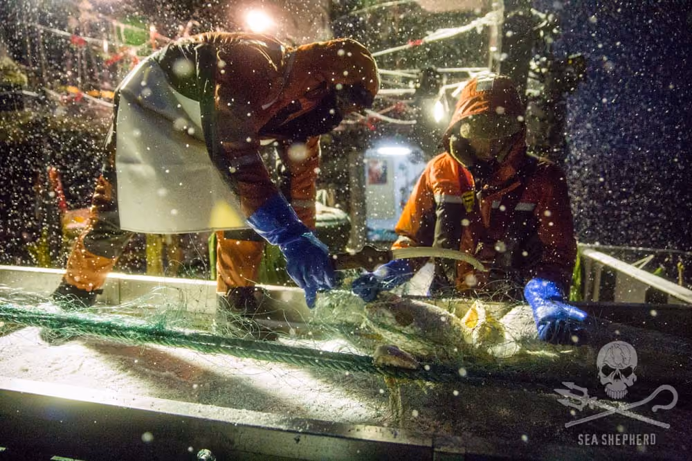 Mesmo em condições climáticas não favoráveis, os voluntários continuaram recolhendo a rede. Foto: Jeff Wirth