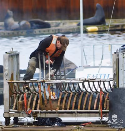 "Pesquisador" Matthew Tennis deixa a pele de um leão-marinho em chamas durante a marcação - Porto de Astoria, 24 de março de 2013. Foto: Aaron Hall / Sea Shepherd