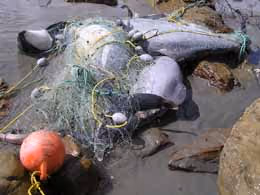 Golfinhos mortos presos em redes de emalhar. Foto: DOC NZ
