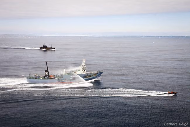 Delta Team da Sea Shepherd corre para escapar da rápida perseguição do Yushin Maru Nº3, com o Bob Baker de apoio