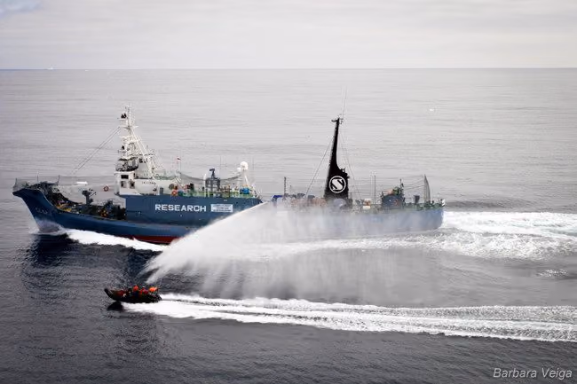 Delta Team, da Sea Shepherd, tenta fugir dos fortes canhões de água lançados pelo Yusshin Maru Nº3, para garantir a segurança de sua tripulação