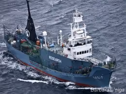 Yushin Maru No.2 quando avistado pelo Steve Irwin