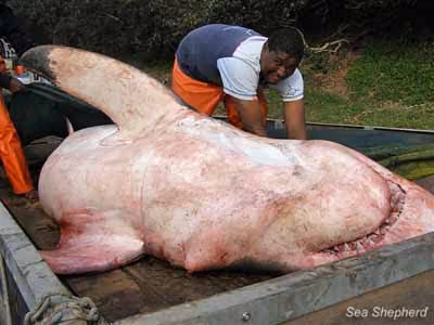 Tubarão branco morto na África do Sul com palangre, como o que tem sido proposto. Foto: Sea Shepherd