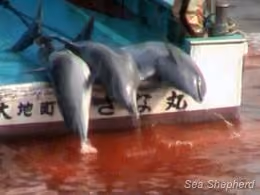 news_110504_1_1_Sea_Shepherd_returns_to_Japan