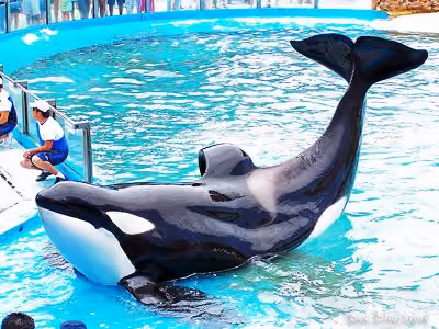 Kshamenk sendo forçado a realizar acrobacias por comida. Foto: Sea Shepherd