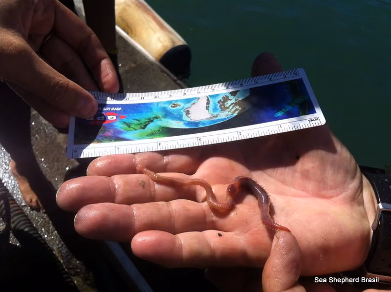 Poliqueto retirado da rede de pesca – Foto: ISSB