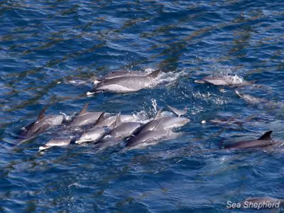 Um grupo de golfinhos tentam escapar da matança na enseada de Taiji. Foto: Sea Shepherd