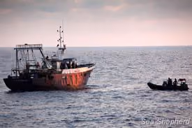 Equipe Delta da Sea Shepherd se aproxima de barco de pesca para investigação. Foto: Michelle McCarron
