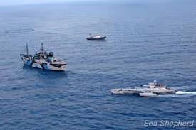 Vista aérea da frota Sea Shepherd no mar, com barco de pesca e rede de atum. Foto: Michelle McCarron
