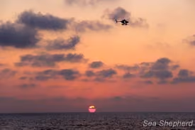 O helicóptero da Sea Shepherd patrulha o mar ao por do sol. Foto: Libby Miller