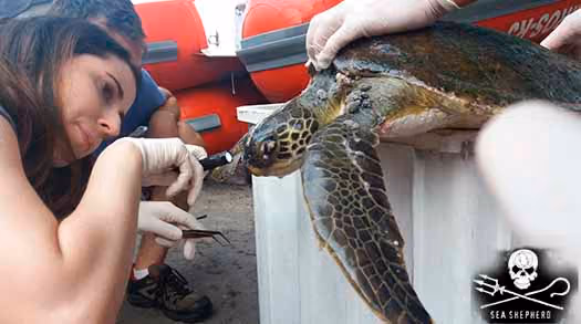 Tartaruga marinha sendo examinada pela voluntária Isabella Libardi. Foto: ISSB