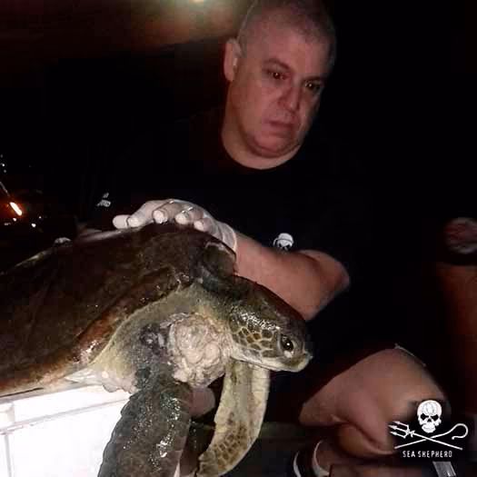 A maior das 03 tartarugas marinhas, que infelizmente, foi a óbito. Foto: ISSB