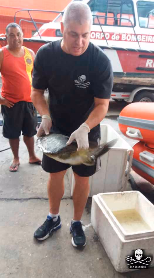 Tartaruga marinha, apelidada de Nazaré, pelos voluntários. Foto: ISSB