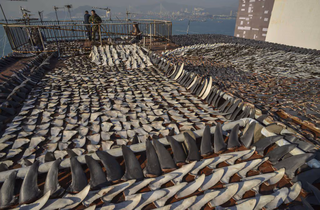 Barbatanas sob o sol: milhões de tubarões mortos todos os anos. Foto: Antony Dickson/AFP