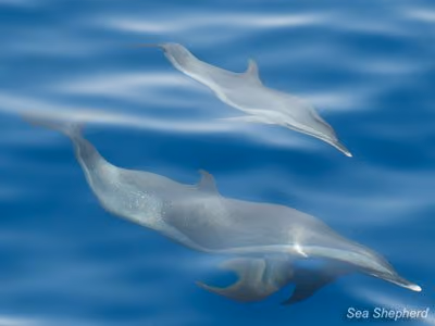Golfinhos avistados em liberdade. Foto: Erwin Vermeulen / Sea Shepherd