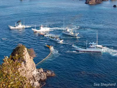 Local de matança de golfinhos em Taiji. Foto: Erwin Vermeulen / Sea Shepherd