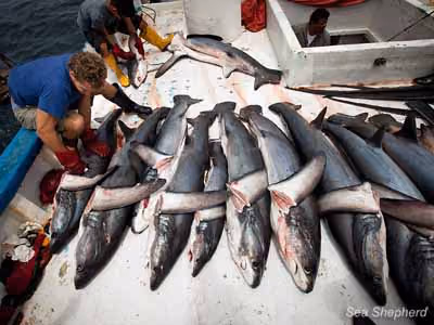 Tubarões alinhados no convés. Foto: Tim Watters / Sea Shepherd