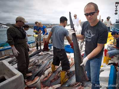 Diretor da Sea Shepherd Galápagos, Alex Cornelissen. Foto: Tim Watters / Sea Shepherd
