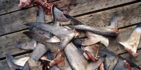 Nadadeiras de tubarões da prática do “finning”