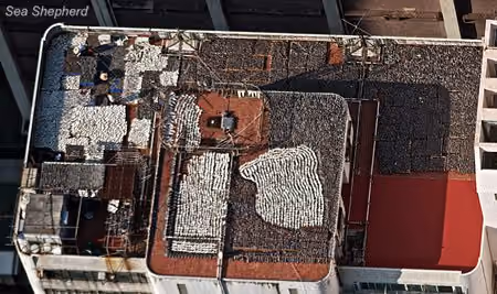 Mais de 10 mil barbatanas de tubarão secas em um telhado em Hong Kong. Após as barbatanas serem cortadas de um tubarão, o animal normalmente é jogado de volta na água para se afogar ou sangrar até a morte. Foto: Gary Stokes / Sea Shepherd