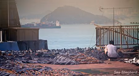 Hong Kong é considerada a capital de barbatana de tubarão do mundo. Milhões de tubarões são mortos todos os anos, a indústria permanece na maior parte não regulamentada e desmarcada. Foto: Gary Stokes / Sea Shepherd