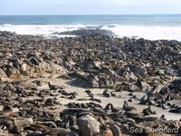 Reserva de focas de Cape Cross. Foto: Sea Shepherd