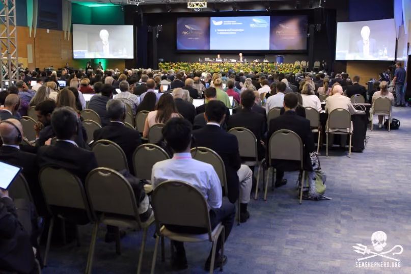 FLORIANOPOLIS, SC, 10.09.2018 – EVENTO – plenaria de abertura da 67ª reunião anual de Membros da IWC (International Whaling Commission) em florianopolis brasil na tarde desta segunda-feira 10. (Foto: Naian Meneghetti/Brazil Photo Press/Folhapress)