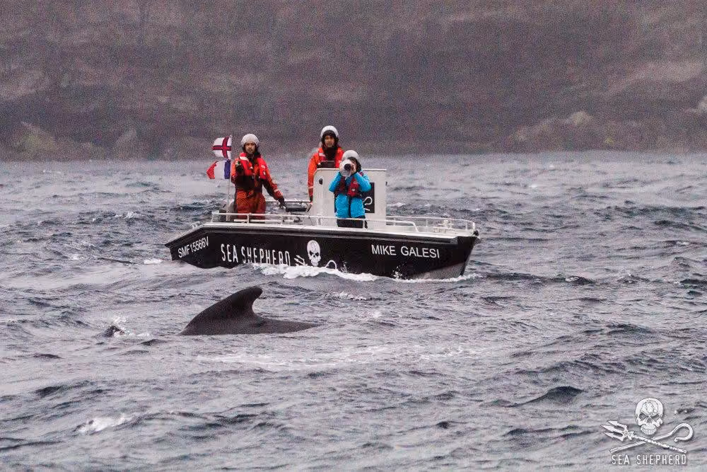 O trabalho foi concluído graças a competência dos pilotos em uma situação extremamente difícil. Foto: Sea Shepherd/Marianna Baldo
