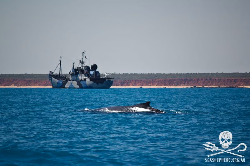 MY Steve Irwin perto da costa de Kimberley e do berçário de baleias. Foto: Sea Shepherd Austrália / Eliza Muirhead