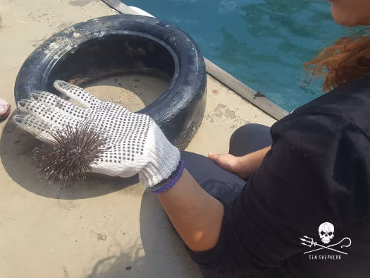 Os animais sempre estão alojados no lixo, como é o caso deste ouriço-do-mar resgatado dos detritos.