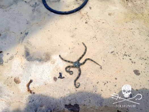 Ofiuro resgatado dos escombros e de volta para o mar