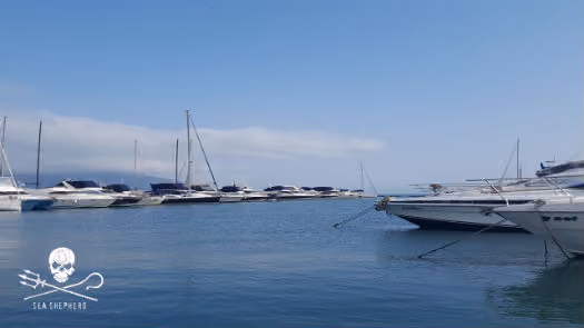 No Yatch Clube de Ilhabela, o mar calmo ajudou o mergulho de retirada de lixo marinho.