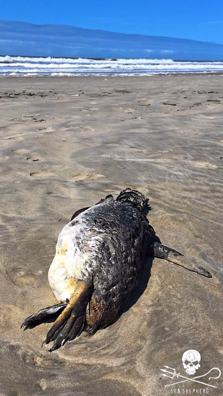 Muitos animais foram encontrados mortos à beira-mar que podem ter ligação com o desequilíbrio ambiental.