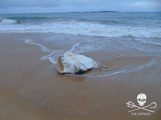Raphael Jordão/ Sea Shepherd Brasil