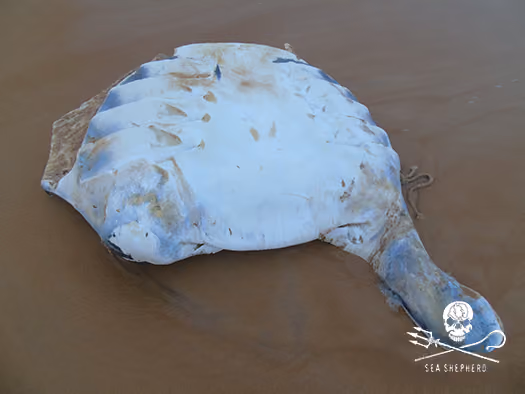 Raphael Jordão/ Sea Shepherd Brasil